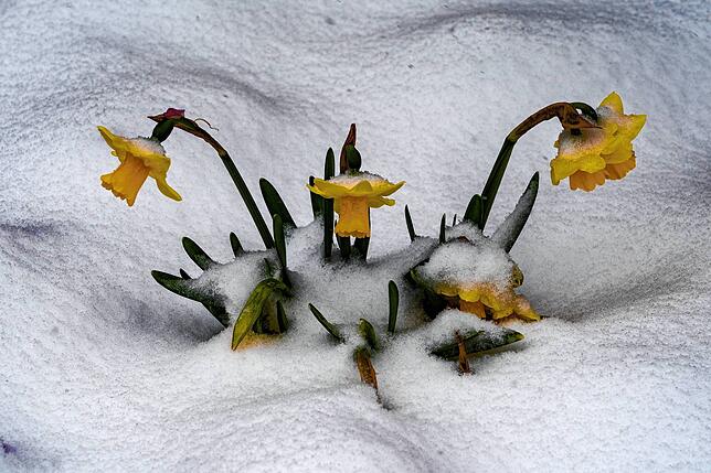 Die ersten Narzissen haben es schwer bei so viel Neuschnee.