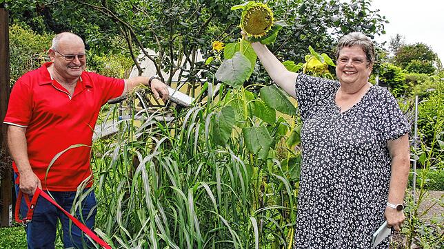 Wenn die Sonnenblumenkerne reif sind, werden die Vögel sie holen: Monika und Andreas Luibrand haben die Plakette &bdquo;Natur im ...