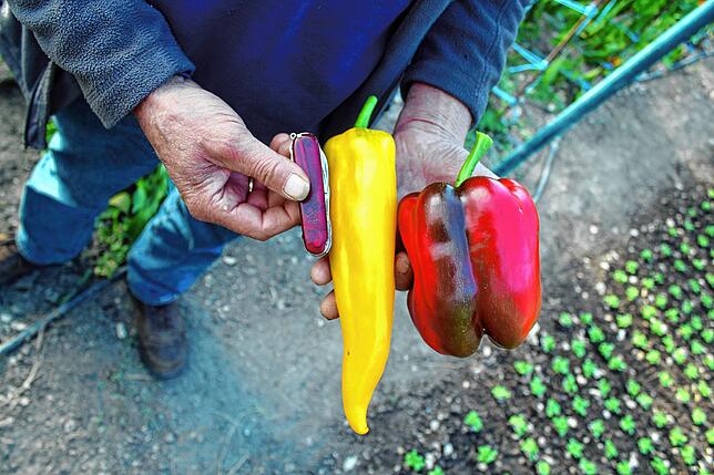 Auch die Paprika von Dieter Haug können sich sehen lassen. Im Oktober gedeihen die Paprika und der Feldsalat im Gewächshaus auf dem ...