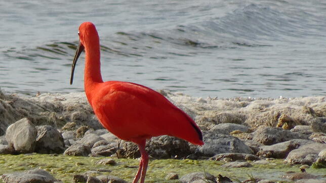 Der Rote Ibis, der ursprünglich aus dem nördlichen Südamerika stammt, steht in Unteruhldingen am Bodenseeufer. Erzählungen zufolge soll ...