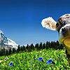 Das Matterhorn und eine Kuh &ndash; Im Schweizer Jahresrückblick 2023 kommen selbstverständlich beide vor.