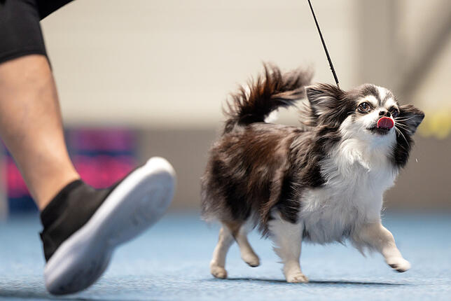 Chihuahua Chihuahuas sind ohnehin schon sehr kleine Hunde, doch der kleinste Hund der Welt ist noch deutlich kleiner als der Durchschnitt.