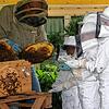 Frank Winterhalter vom Bienenhof auf der Reichenau erklärt den Kindern einiges über die Insekten, bevor sie am Bienenstock selbst Bienen ...