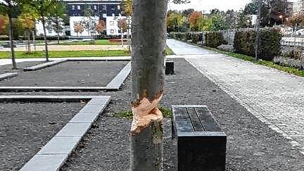 Wer macht den so was? Dieser Baum im Neckarpark wurde mutwillig kaputtgemacht.Bilder: Stadt VS