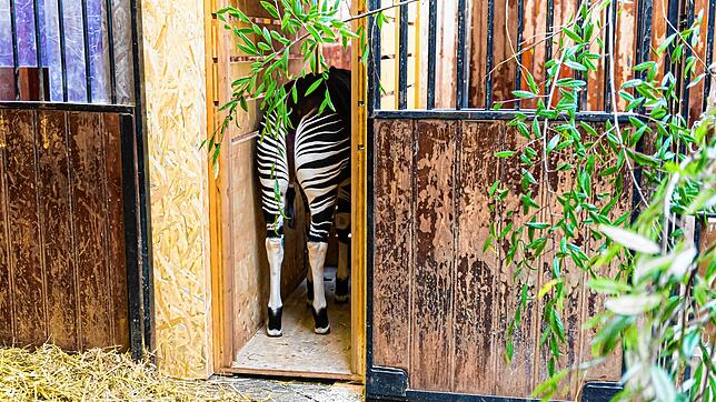 Okapi Nuru lernt im Basler Zoo die Transportkiste kennen. Futter und eine entspannte Atmosphäre lassen das Tier Vertrauen schöpfen.