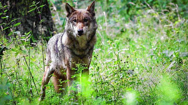 In Furtwangen sterben drei Kälber. Nach fast einem Monat steht endlich fest, welche Rolle der Wolf dabei spielt.