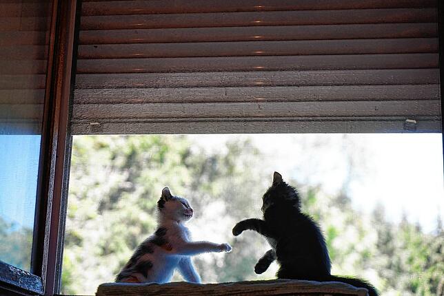 Kleine Katzen toben auch gerne im Katzenhaus in Wehr. Das Bild entstand im vergangenen Sommer.