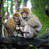 Das erste Affenbabys sind da! Mama Zora (rechts) behütet ihren Nachwuchs, der etwa zwei Wochen alt ist. Der kleine Berberaffe mit den ...
