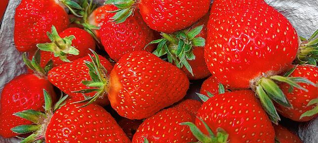 Süß, saftig und auch herrlich anzusehen: Die Tunnelerdbeeren aus dem Landkreis Konstanz sind eine kulinarische Augenweide.