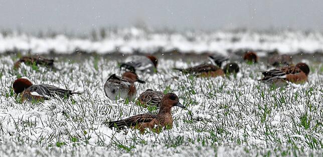 Das letzte frische Gras absuchen: Enten am Radolfzeller Seeufer im ersten Schnee des Winters.