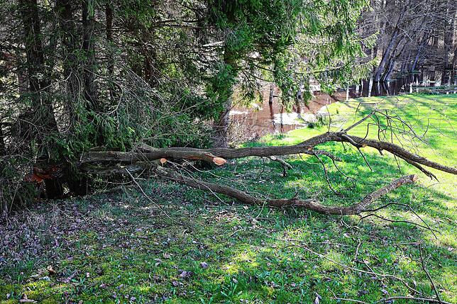 Das Entfernen der Bäume, die die Biber fällen und immer wieder auf das Weideland fallen, verursacht zusätzlichen Arbeitsaufwand für ...