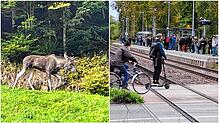 Ein Elch im Schwarzwald und neues Chaos auf der Schiene: Diese und weitere Themen haben die Region in dieser Woche beschäftigt.