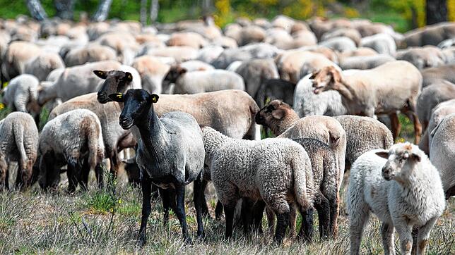 Schafherden wie diese sorgten einst auf der Schwäbischen Alb für Artenvielfalt. Mit dem Rückgang der Beweidung schwanden auch die Arten.