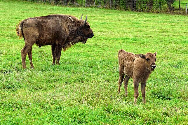 Im Wild- und Freizeitpark in Allensbach sind neben vielen anderen Tieren auch Wisente zu sehen.