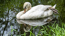 Symbolfoto: Ein Schwan schwimmt im Bodensee. In Mengen soll ein angetrunkener Angler einen Schwan getötet haben