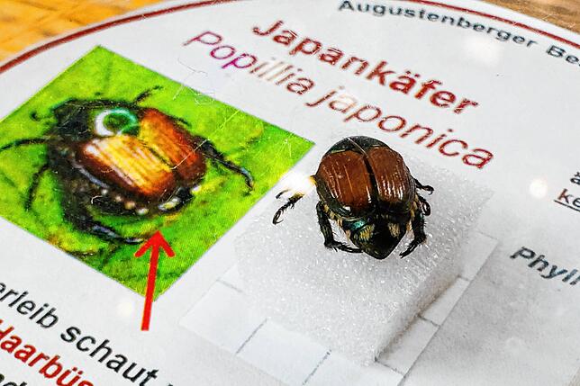 Ein Japankäfer ist in einer Bestimmungshilfe des Landwirtschaftlichen Technologiezentrums Augustenberg zu sehen.
