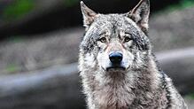 Ein Wolf im Tierpark Wildparadies Tripsdrill. Ein weibliches Tier scheint am Schluchsee im Südschwarzwald überfahren worden zu sein.