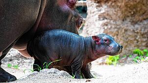 Nachwuchs bei den Flusspferden im Basler Zoo. Wenige Tage ist das Flusspferdbaby erst alt. Gemeinsam mit Mama Helvetia erkundet es das ...