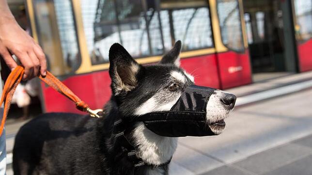 Darf man einen Hund oder ein Fahrrad mit dem Deutschlandticket mitnehmen? Kommt ganz auf den Verkehrsverbund an.