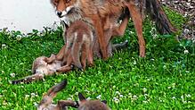 Leserreporterin Annette Meyerhoff aus Überlingen erfreut sich an ihrer besonderen Nachbarschaft: Eine Fuchs-Mutter hat ihren Garten als ...