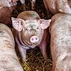 Schweine und Rinder sollen in einem Hof mit eigener Schlachtung im Landkreis Waldshut gequält worden sein. (Symbolbild)