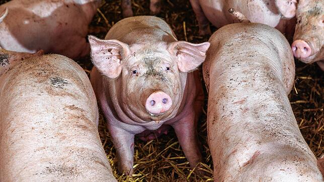 Schweine und Rinder sollen in einem Hof mit eigener Schlachtung im Landkreis Waldshut gequält worden sein. (Symbolbild)