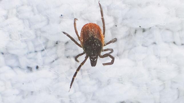 Durch die milden Winter und wärmeren Sommer breiten sich die Zecken, wie der Gemeine Holzbock, immer weiter aus. In Texas sorgt eine ...