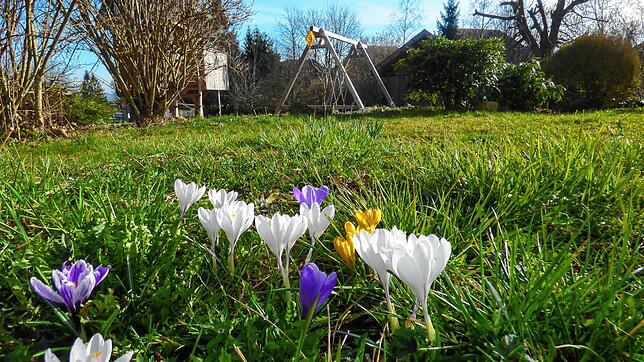 Frühlingsgefühle statt Corona: So sieht es in diesem Garten in der Nähe von Bad Säckingen aus. Haben auch Sie ein solches kleines Idyll? ...