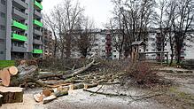 In der Brandenburgerstraße in Konstanz werden Bäume gefällt, genauer gesagt zwölf an der Zahl. Wofür müssen sie weichen?