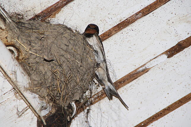 Das Nest einer Rauchschwalbe im Pferdestall von Klaus Hoher.