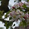 In voller Blüte: Der Brettacher, ein Apfelbaum mit Tafelobst. Bild: Klara Sterkel