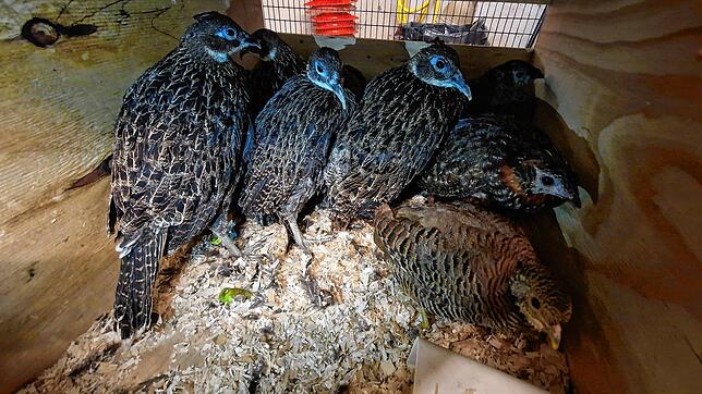 Sieben der 28 geschmuggelten Fasane, eingezwängt in einer Holzkiste.