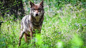 Ein ausgewachsener weiblicher Wolf steht in seinem Gehege im Tierpark (Symbolbild).