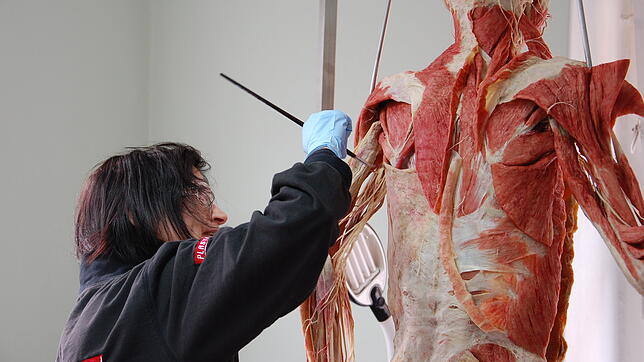So entsteht ein Plastinat &ndash; hier wird gerade Farbe aufgetragen.
