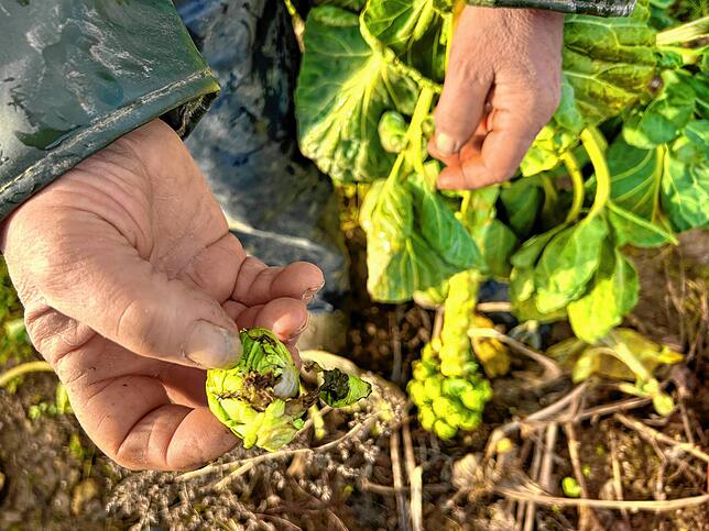 Dieses Rosenkohl-Röschen wird es nicht auf einen Teller schaffen. Was nicht gut ist, wird direkt auf dem Feld aussortiert. Bild: ...