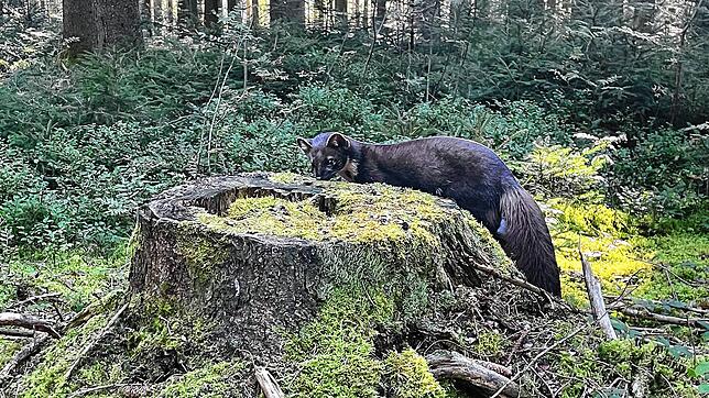 Versteckte Waldbewohner bieten spannende Aha-Momente. Foto: Mia Osteroth