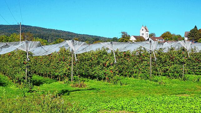 Der Gemeinderat will in seiner Sitzung im Oktober endgültig entscheiden, welches Energie-Versorgungssystem im geplanten Baugebiet ...