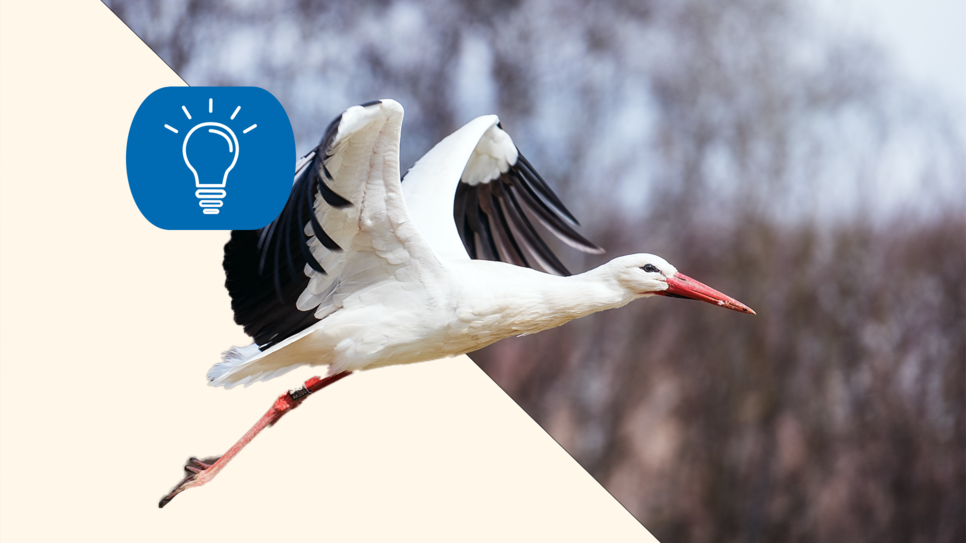 Bild : So fliegen Störche in den Süden