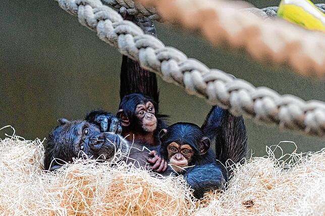 Bild 5: Adoption im Affenhaus: Schimpansen-Mama Kitoko zieht ihr eigenes und das neugeborene Baby ihrer Schwester auf (mit Video)