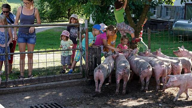 Die Kinder hatten viel Spaß bei den kleinen Schweinen auf dem Breitwiesenhof.