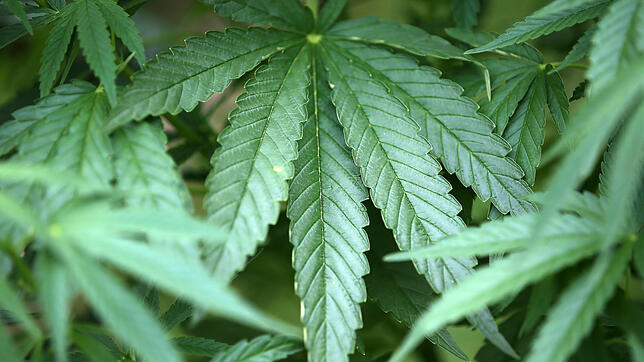 Hanf-Pflanzen (Cannabis) wachsen in einem Garten. (Symbolbild)