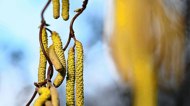 Die Pollen des Korkenzieher-Haselnuss-Strauchs fliegen bereits.