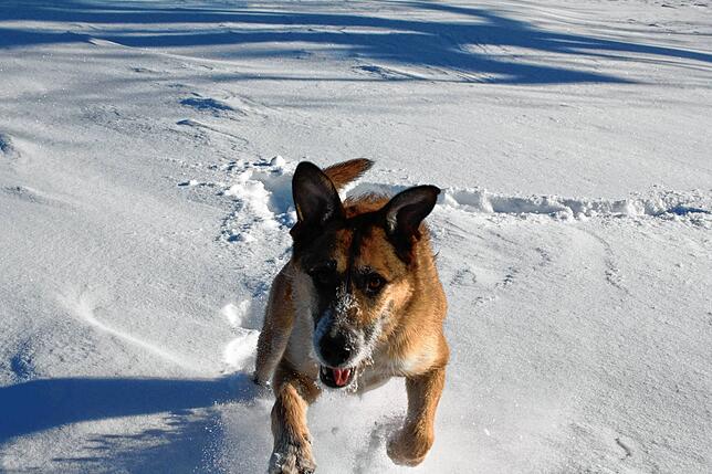 Auch für viele Hunde ist der viele Schnee eine ungewohnte Erfahrung. Sie lassen ihrer Begeisterung freien Lauf.