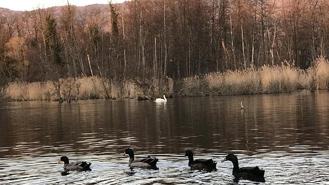 Feuchtgebiet: Bei starken Regen erobert sich der Stausee den Fußweg zurück. Die Enten und Gänse, die hier gerne überwintern, stört das ...