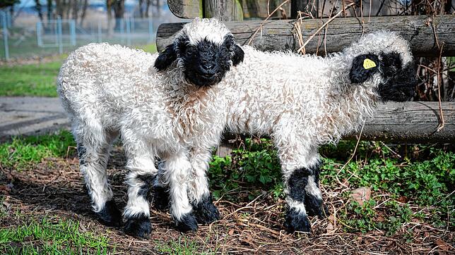 Die kleinen Walliser Schwarznasenschafe Attila und Ayla sind am 23. Februar im Tierpark Kreuzlingen zur Welt gekommen.