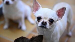 Mutmaßlich ein Chihuahua soll einen Jungen in Weinheim gebissen haben. (Symbolbild)