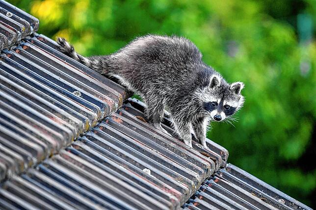 Wildtiere sehen oft niedlich aus, doch sie sind keine Kuscheltiere.
