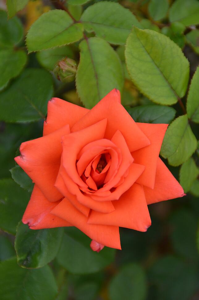 Sie machen Nöggenschwiel bekannt. Tausende Besucher bewunderten am Wochenende die wunderschönen Rosen im Rosendorf. Bild: Bettina Ebi