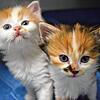 Stubentiger-Babys im Kreistierheim: Tierschützer wollen verhindern, dass die Zahl der Streuner steigt. Bild: Nadine Vögel