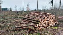 Der geplante Holzeinschlag im Jahr 2026 liegt im Gemeindewald Sauldorf wieder bei etwa 5600 Festmetern.
